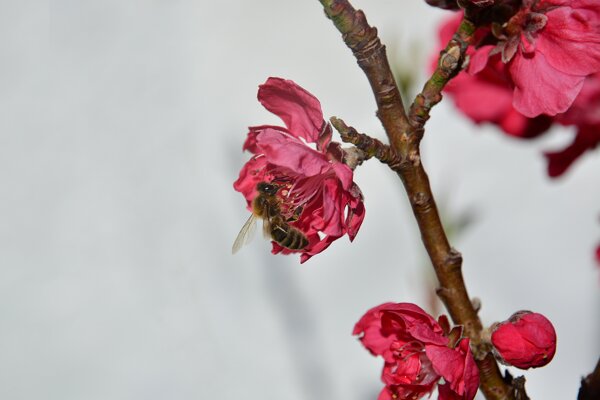 树枝上艳丽的桃花图片