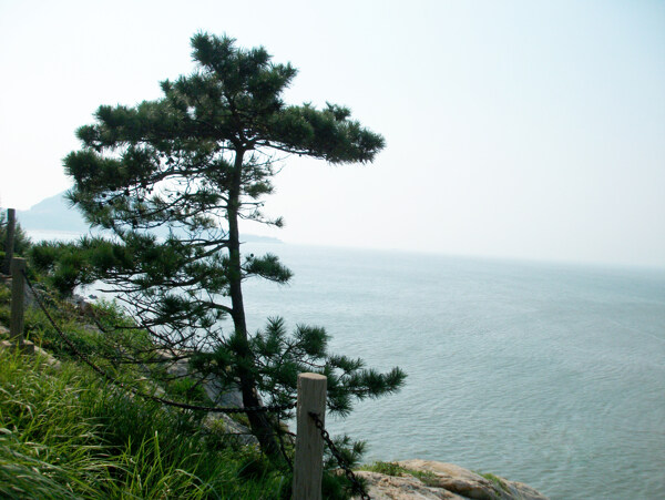 海邊的樹圖片