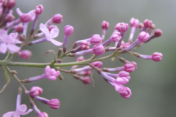 丁香花圖片