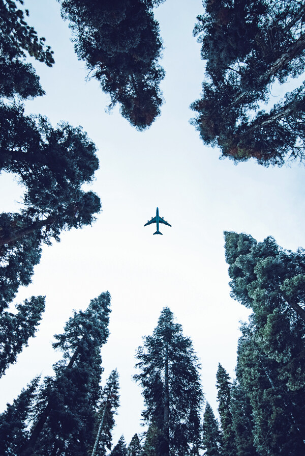 森林飞机