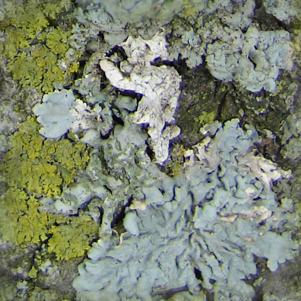 位圖特殊紋理免費(fèi)素材