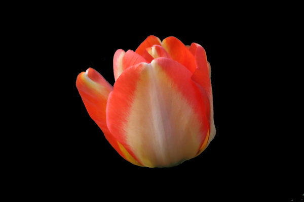 位圖植物花朵郁金香寫(xiě)實(shí)花卉免費(fèi)素材