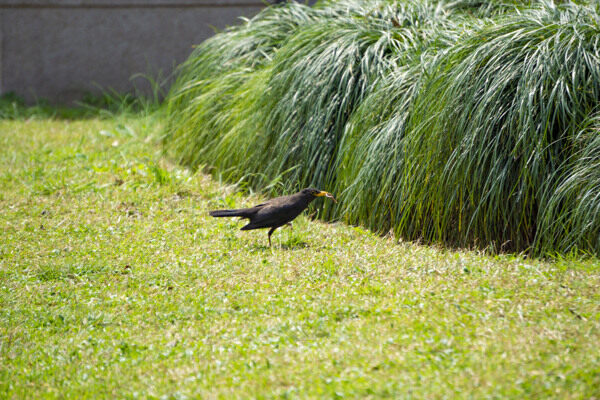 草地上的黑色乌鸦摄影