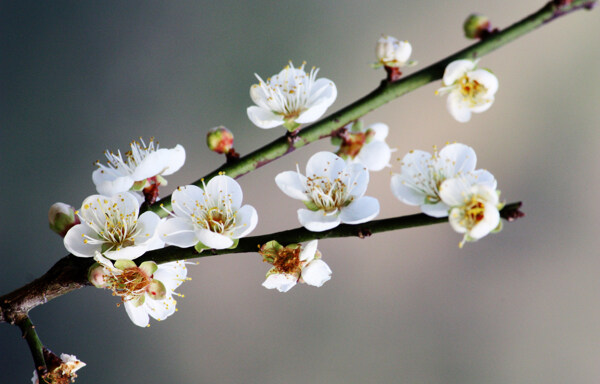 梨花高清晰大圖