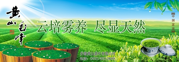 黃山毛峰圖片
