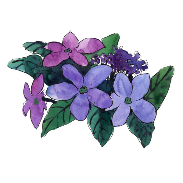 位圖植物寫意花卉花朵野花免費(fèi)素材