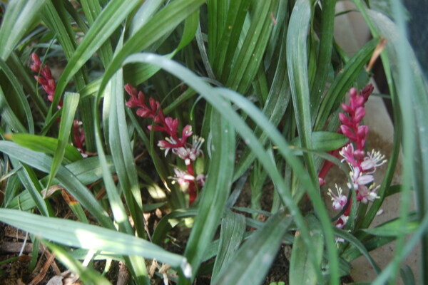 吉祥草開花圖片