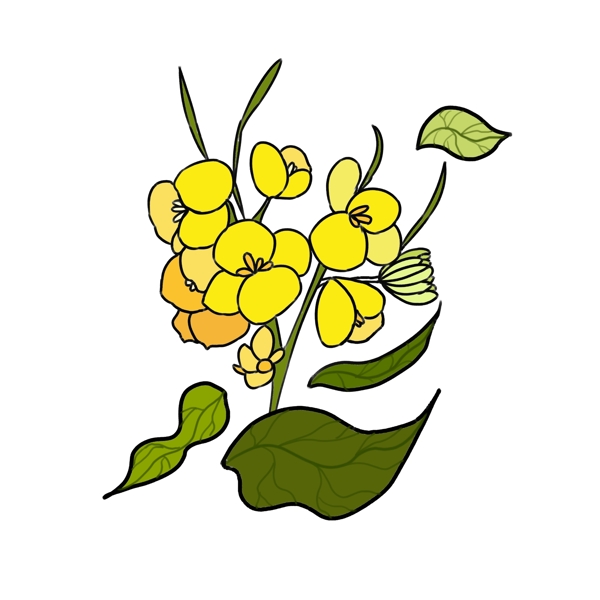 油菜花植物花瓣插画