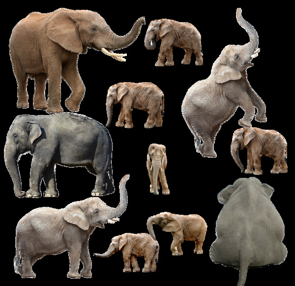 各种姿态的大象透明png素材