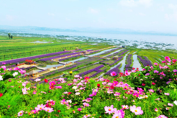 花海圖片