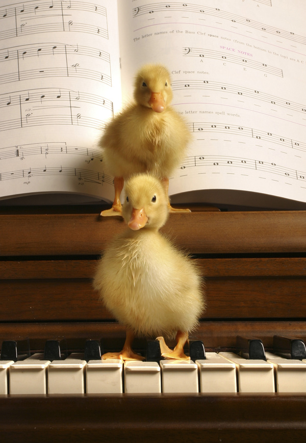 站在钢琴上的两个小鸭子图片