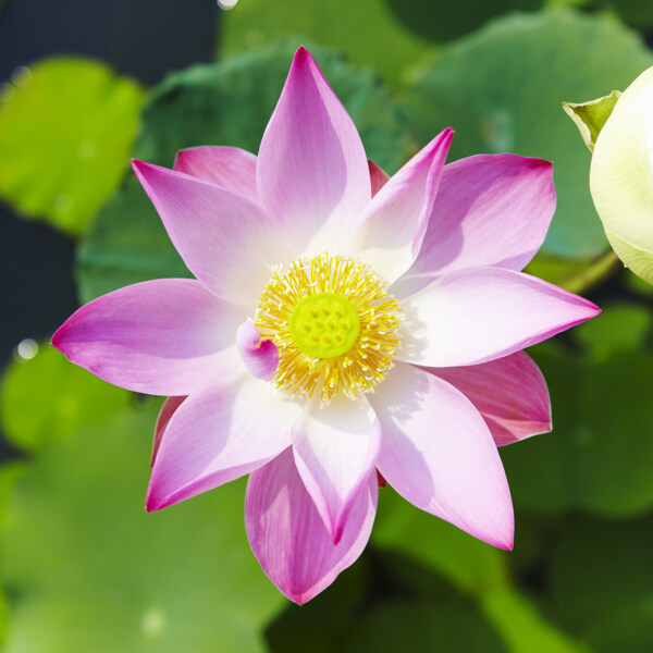 位圖植物花朵寫實(shí)花卉免費(fèi)素材