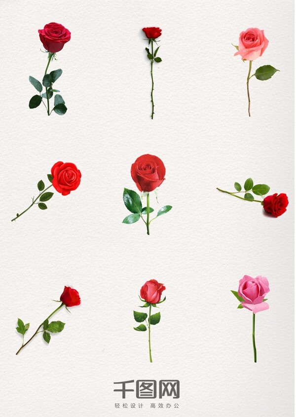 一支粉玫瑰红玫瑰玫瑰花