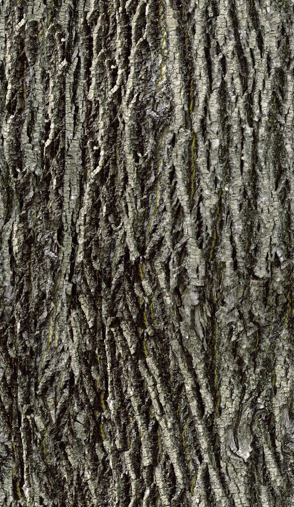 高精細(xì)椴樹Tiliatree帶貼圖