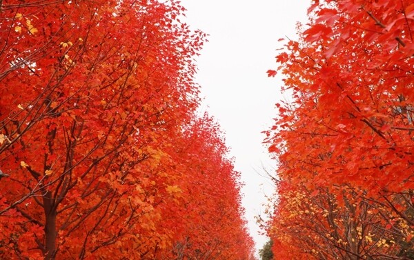 红色的枫林