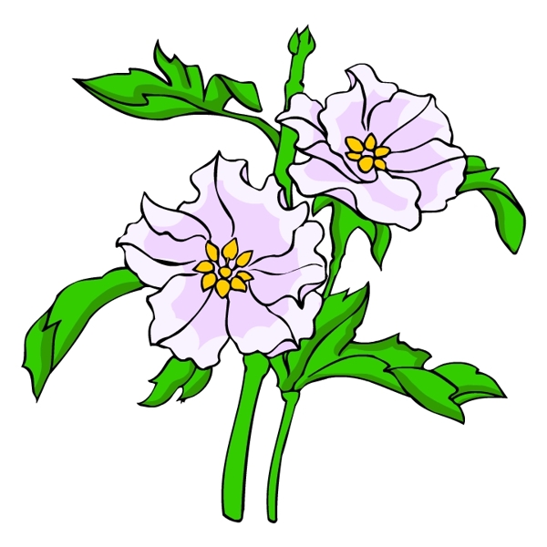 花卉古典插畫
