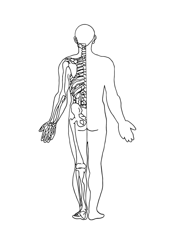 手绘黑白线条人体骨骼图背面