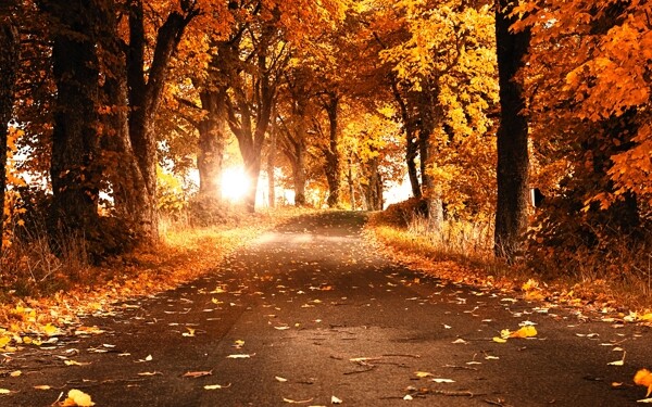 秋天林间道路摄影图片