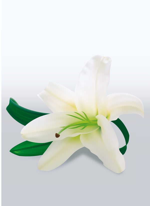 歐美花紋751矢量CDR