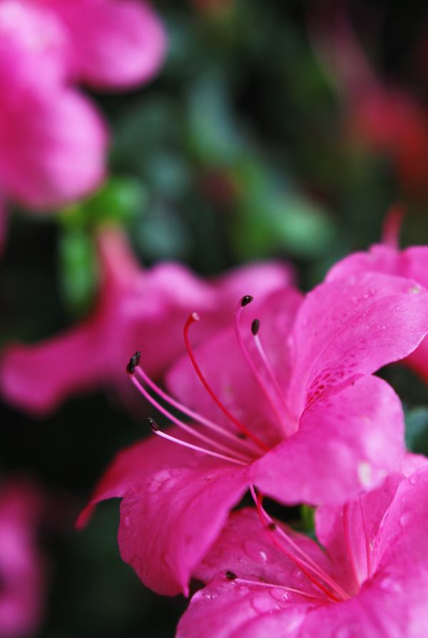 杜鵑花圖片