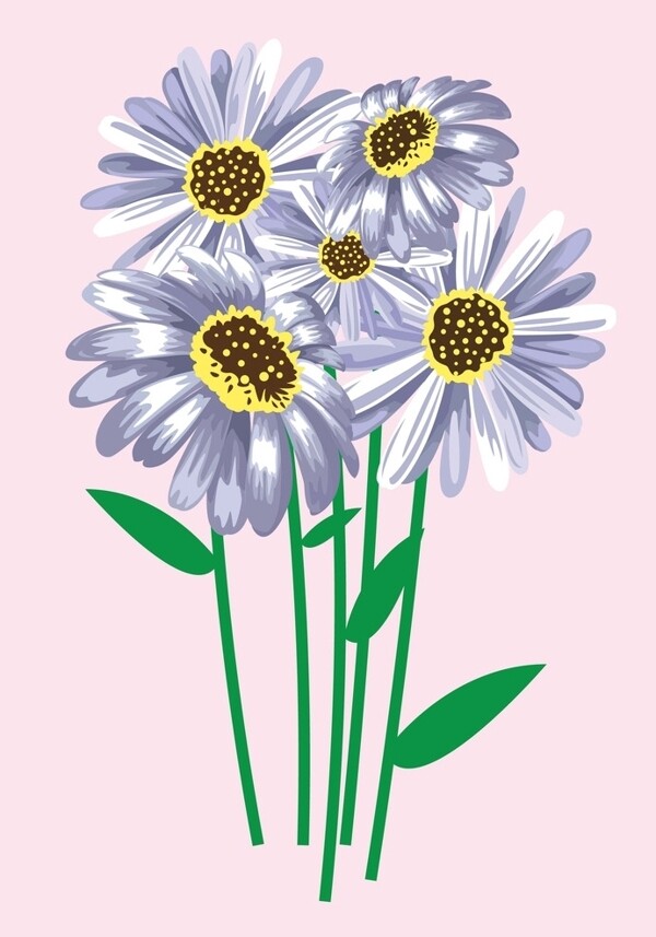 雛菊圖片