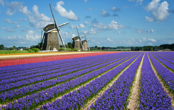 美丽的荷兰风车景色高清图片