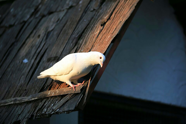 鳥圖片