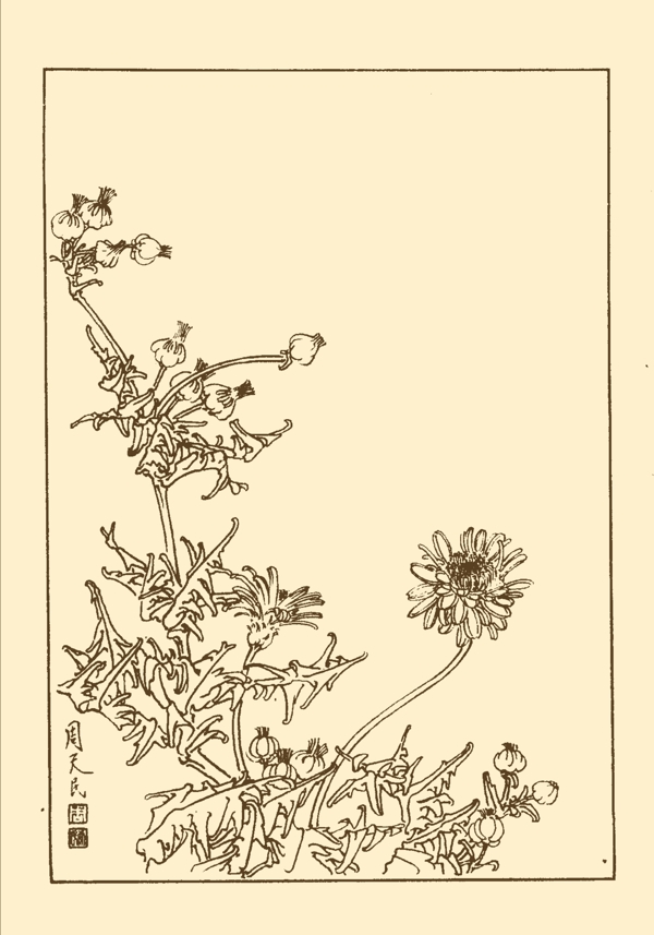 蒲公英圖片