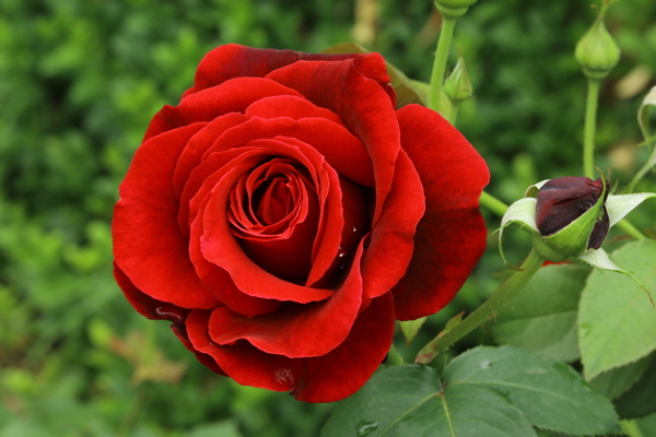 月季花