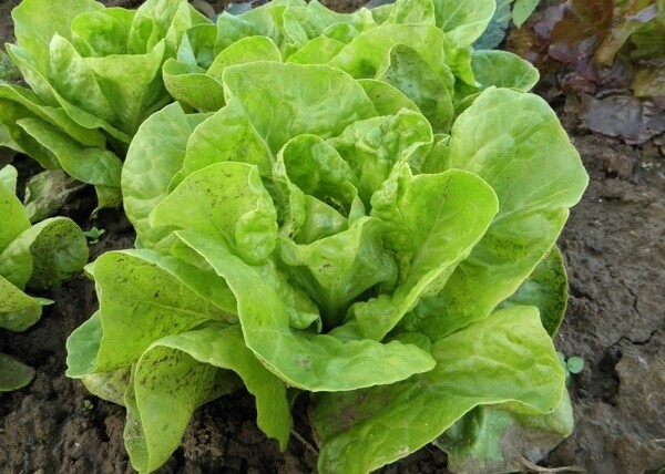 生菜