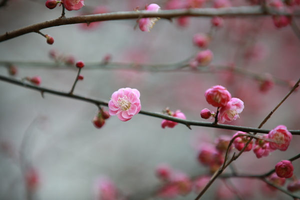 梅花圖片