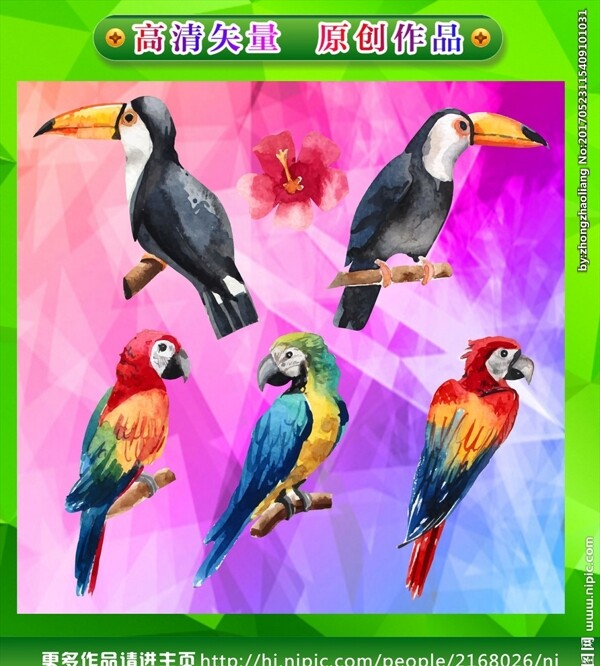 鸚鵡