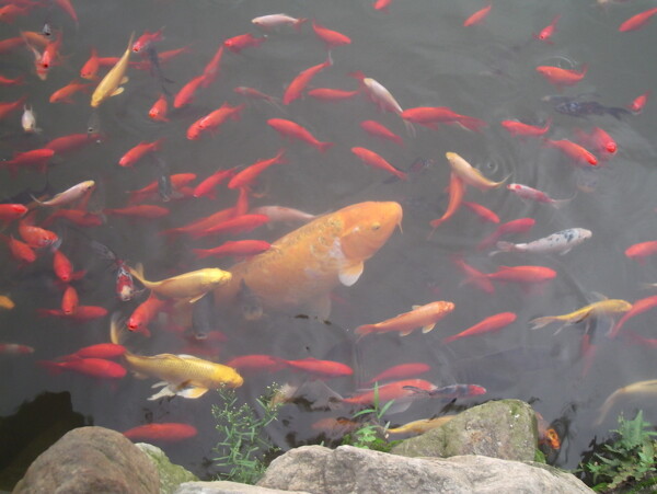 群魚戲水圖片