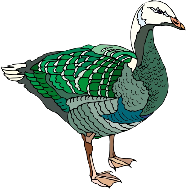各種鳥類鳥動物矢量素材EPS格式0965