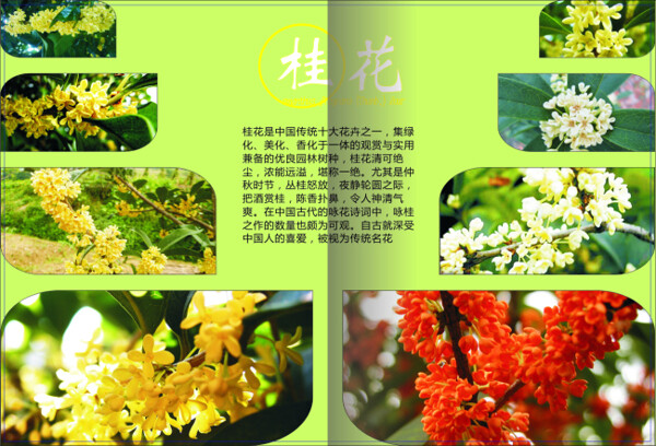 桂花畫冊內(nèi)頁