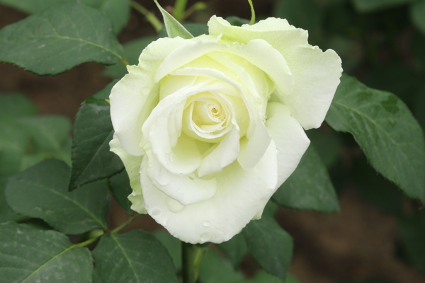 月季花