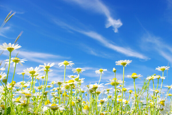 蓝天下的白色野菊花图片