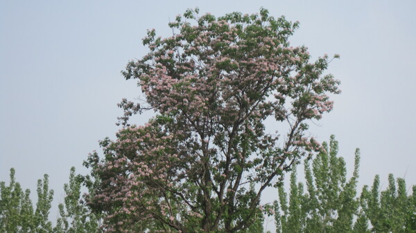 楸树花图片
