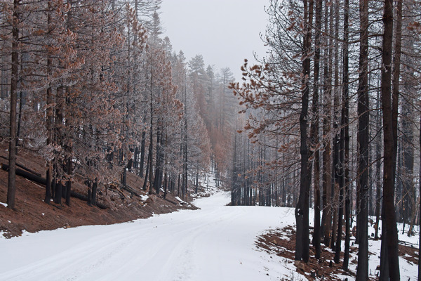冬季森林的路
