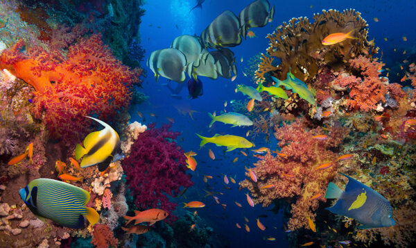 美丽的海底世界景观高清图片