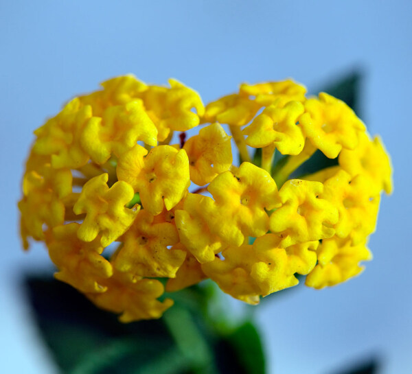 位圖植物攝影寫(xiě)實(shí)花卉花朵數(shù)碼照片免費(fèi)素材