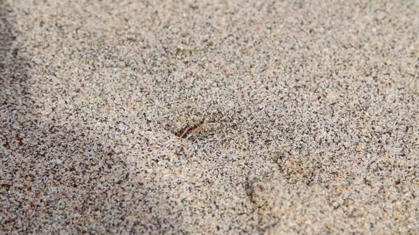 小螃蟹跑进沙子里的洞
