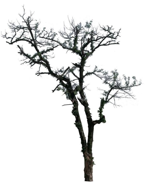 植物素材