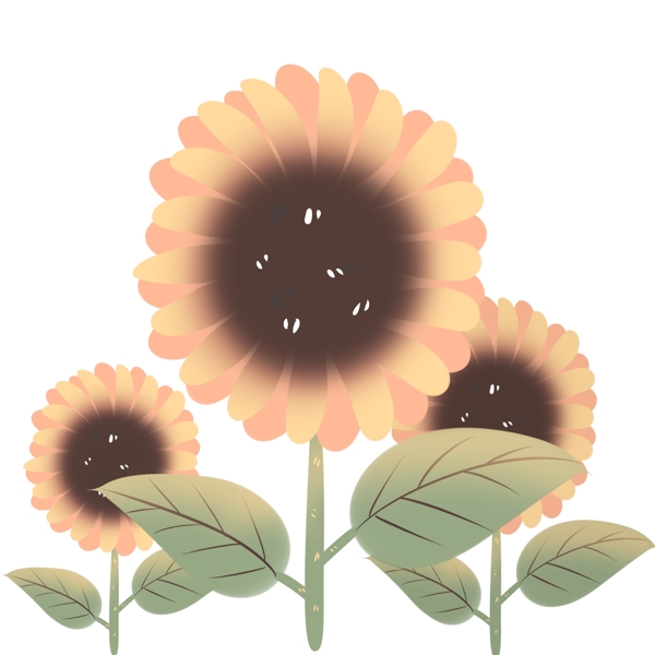 黄色花瓣棕色花蕊向日葵