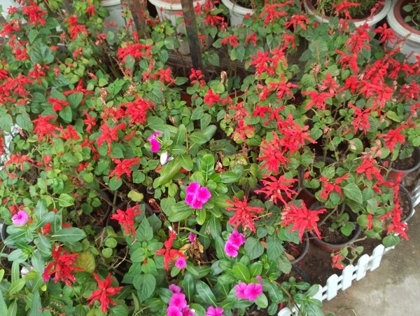 盆栽红花图片
