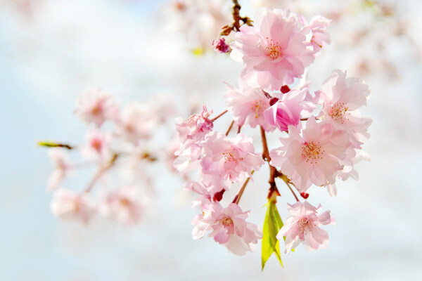 櫻花