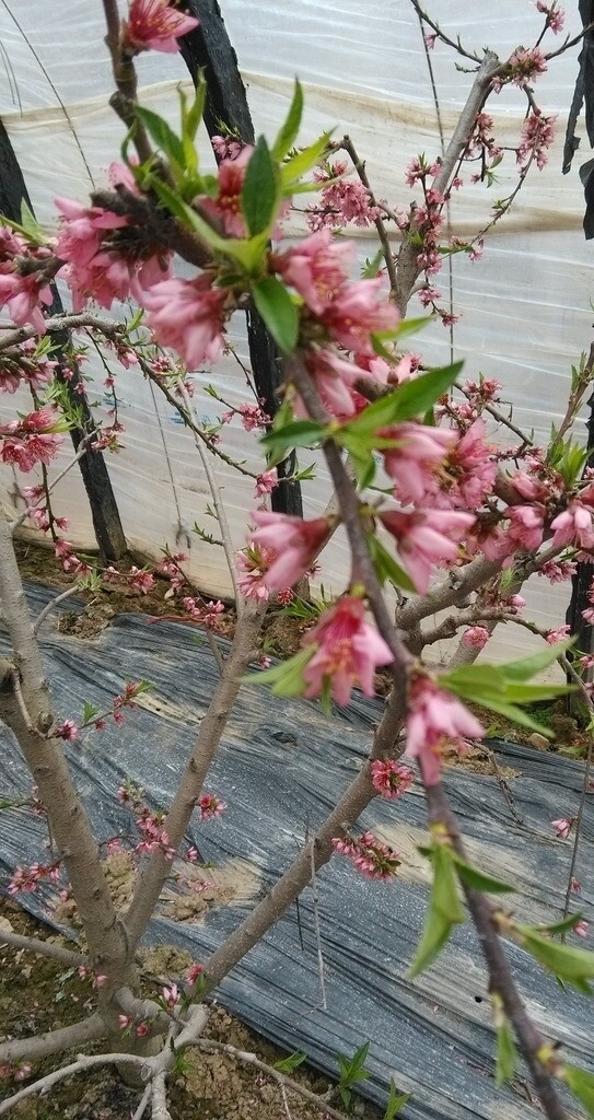 桃花圖片