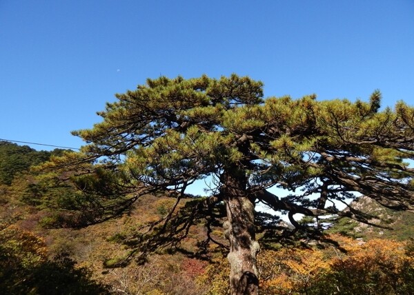 黃山風光黃山旅游黃山美景圖片