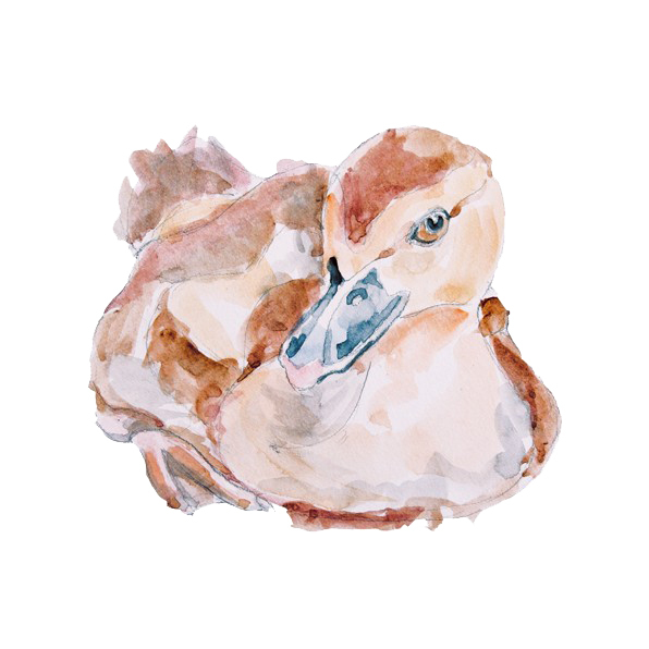 位圖插畫時尚插畫動物插畫藝術(shù)效果免費素材