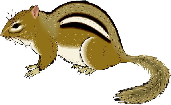 野生動物8